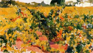 Vineyards study